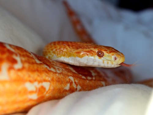 A squiggly noodle