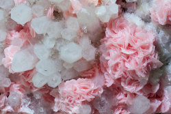 underthescopemin:Rhodochrosite with Quartz and ChalcopyriteRosette growths of Rhodochrosite crystals with a very intense and uniform color on matrix, with white Quartz crystals and small Chalcopyrite crystals. Photo by Fabre Minerals