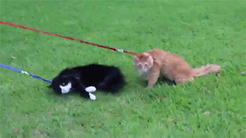 thetroothandnothingbutthetruth:  My cats going for a walk.  