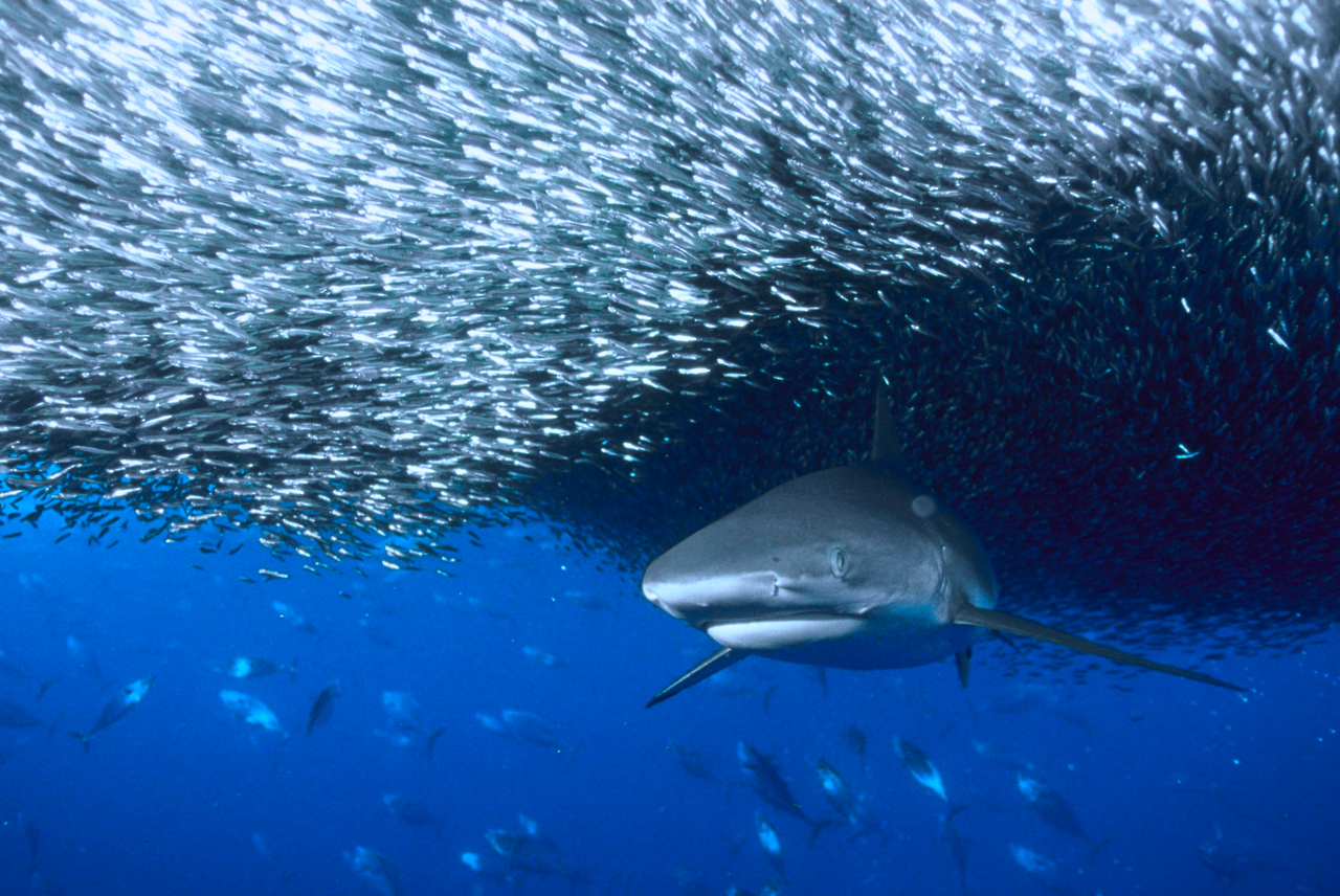 nubbsgalore:  safety in numbers. photos of sharks attacking a sardine bait ball by