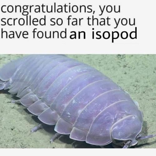 that-beetle-bitch: typhlonectes: Congratulations.   it’s funny cause EVERY SINGLE time I see this, I’ve been scrolling for 30 seconds tops 