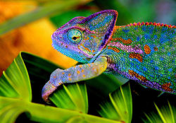 spiritual-realm:  Panther Chameleon’s are