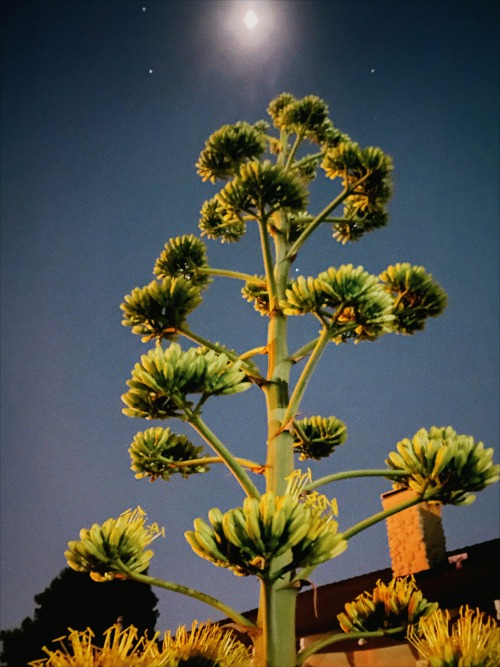 night agave.