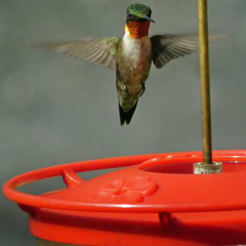 Ruby-throated hummingbirds (Archilochus colubris)June 14, 2022Southeastern Pennsylvania