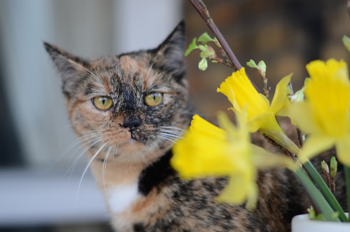 Sarah and daffodils (by Rick1342)