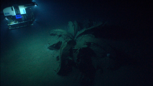 Asphalt VolcanoesThe Gulf of Mexico has long been known for its generous supply of oil, but undernea