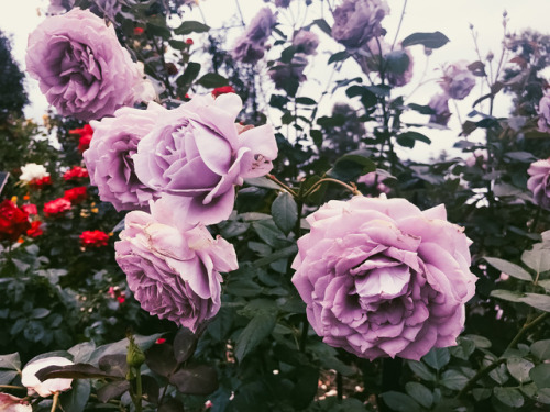 leahberman: paint the roses purple Huntington Library, California instagram 