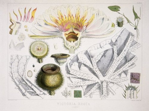 museumwales:
“ This spectacular plant from the Amazon, with leaves growing up to 3m across, was named Victoria regia (now known as Victoria amazonica), in honour of Queen Victoria. Illustration by W.H. Fitch.
From our Library Collections.
”