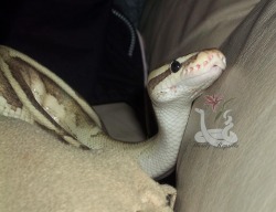 i-m-snek: Rhea. You are ridiculously cute. Like omg