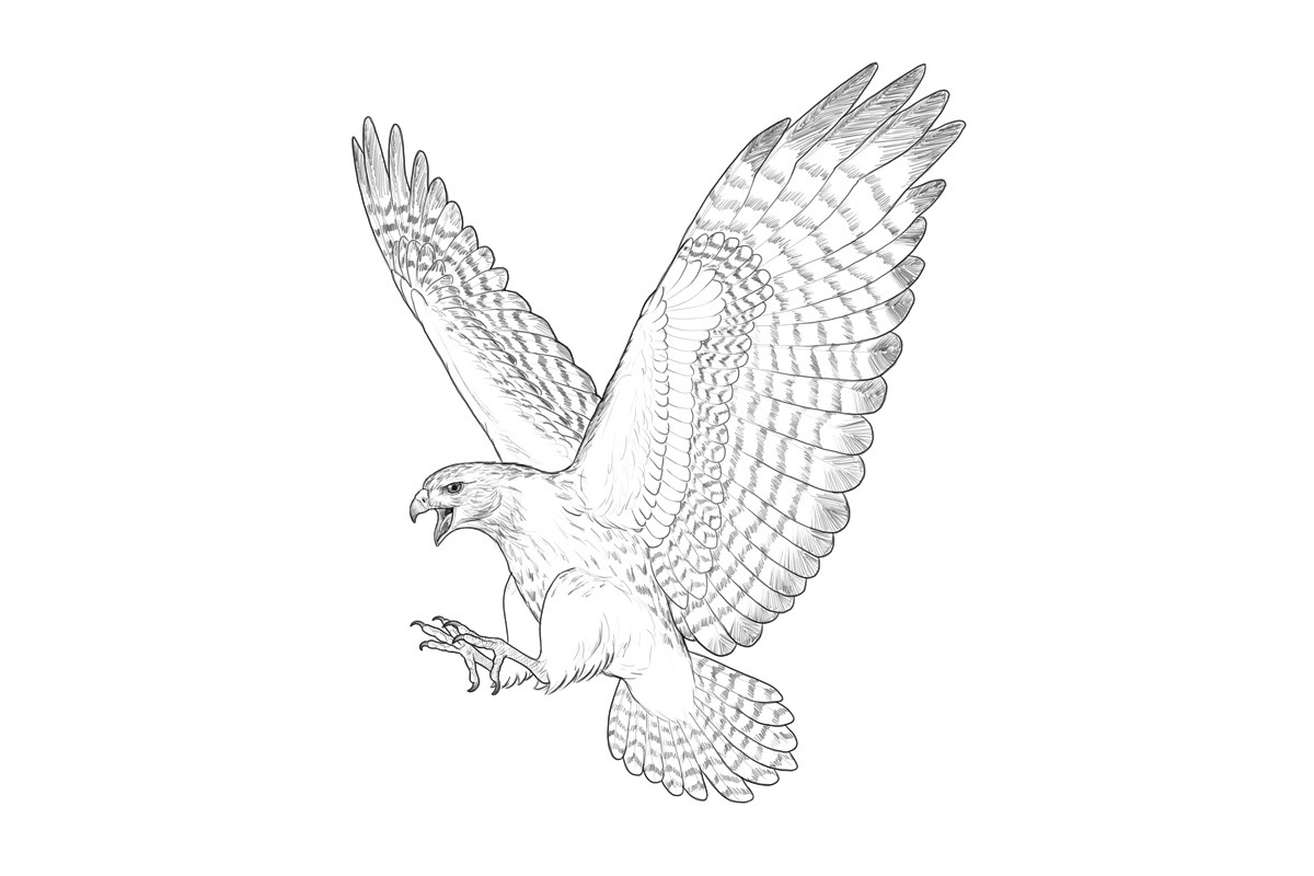 私享视界 怎么画一只鹰 鹰的素描步骤 鹰的骨架身体和翅膀及羽毛的画法 私享视界 怎么画一只鹰 鹰的素描步骤 鹰的骨架身体和翅膀及羽毛的画法