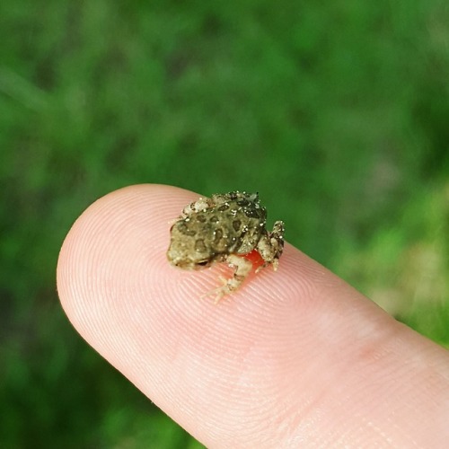 the-finalpam:I found a frog boy near my house