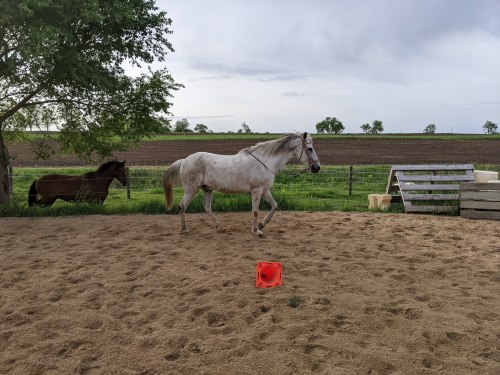 We got there early, but one of the Teens was already putting horses out, since Other Teacherlady is 