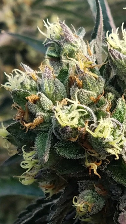 happyjanetcannabis: the babies and the grownups - lots of beauties up at the farm
