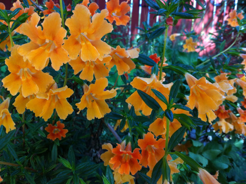 flora-file:Mimulus  - Monkeyflowerblog | reblog | insta | prints