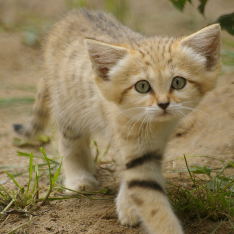 thecatdogblog:  Sand Cats are born in the Tel Aviv center in Israel! Since Sand cats have gone extinct in the sands of Israel, these kittens will be a great contribution to their future in the area. (Mats Ellting) 