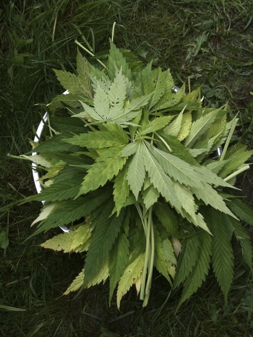 大人の観察日記 My Cannabis Grow Diary 大人の観察日記 My Cannabis Grow Diary