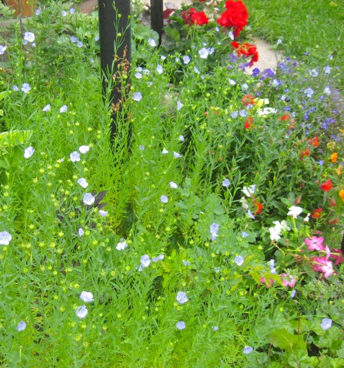 Flax and friends. August 2014.