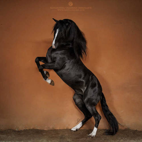 black horse