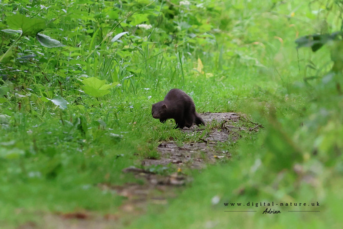 An otter or a mink ?