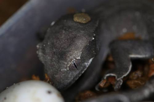 redriyo:Axanthic Crested Geckos finally hatched!We are incredibly proud and pleased to announce that