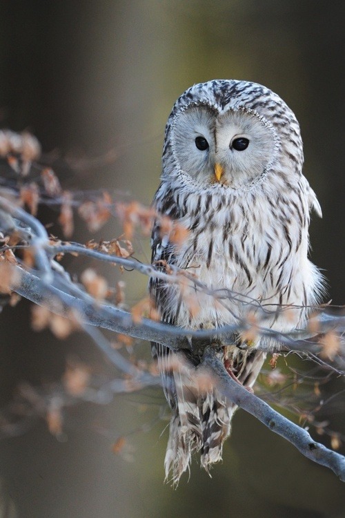 wonderous-world:  Ural Owl by Dan Praotec Sulc 