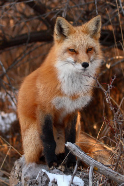 wonderous-world:  Red fox by Max Allen