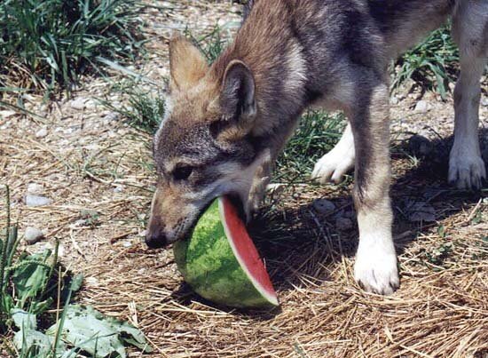 8bitmickey: Pictures of wolves eating watermelons has quickly become my new aesthetic.