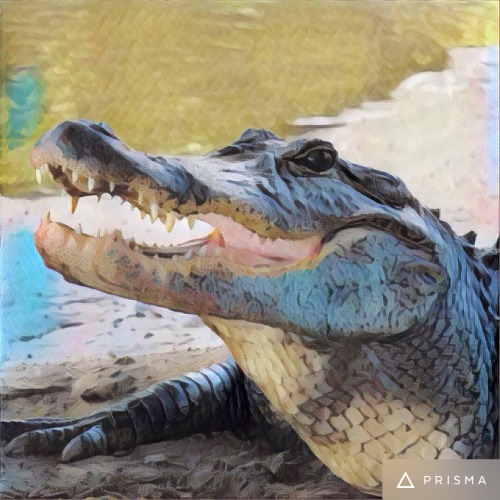 Playing around with Prisma American alligators