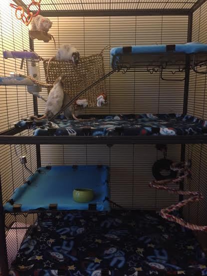 Mischief Managed  Rat cage, Rat cage accessories, Rat cage diy