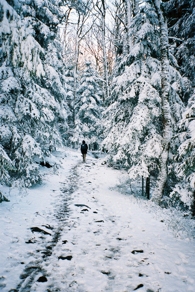 primordia:  // (by Fanny Schlichter) 