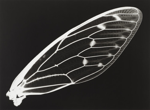 iamjapanese:  gacougnol:  Kazuyuki SoenoFossil of Light  SOENO Kazuyuki （添野 和幸 Japanese, b.1968） 