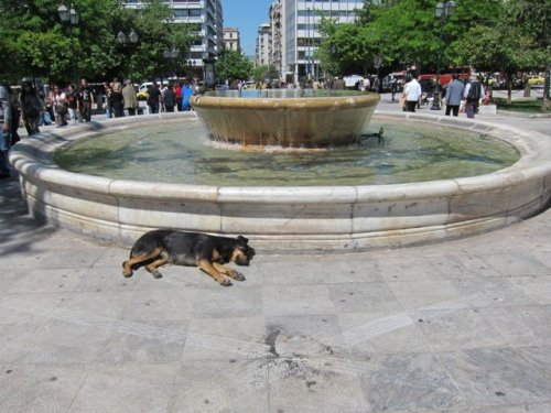 elladastinkardiamou:Athens. SyntagmaPhoto by Elladastinkardiamou