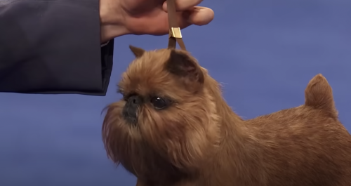 vykodlak:vykodlak:watching a national dog show vid. this beast has the saddest most glistening eyes I’ve ever seenThis is a gnome