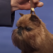 vykodlak:vykodlak:watching a national dog show vid. this beast has the saddest most glistening eyes I’ve ever seenThis is a gnome