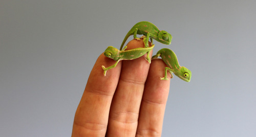 mothernaturenetwork:Teeny-weeny chameleon hatchlings steal hearts at Australia’s Taronga ZooAu