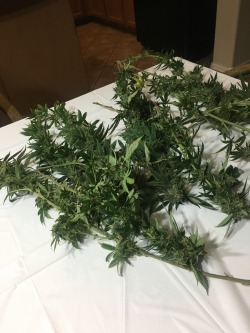 yesterday Rob taught me how to trim buds