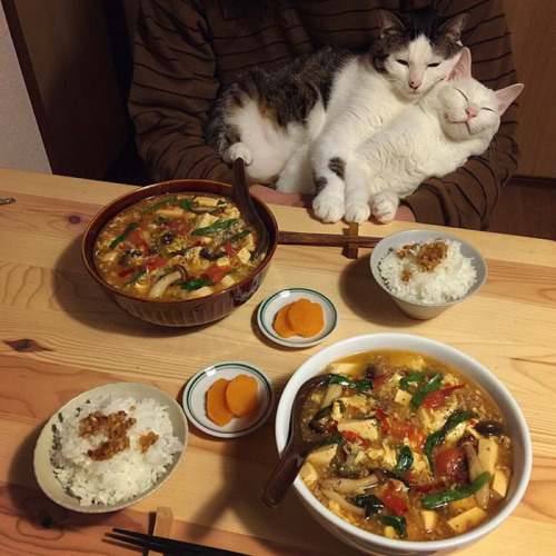 hippywhippy:neuromantis:awesome-picz:Japanese Couple Captures Every Time Their Cats Watch Them Eat.T