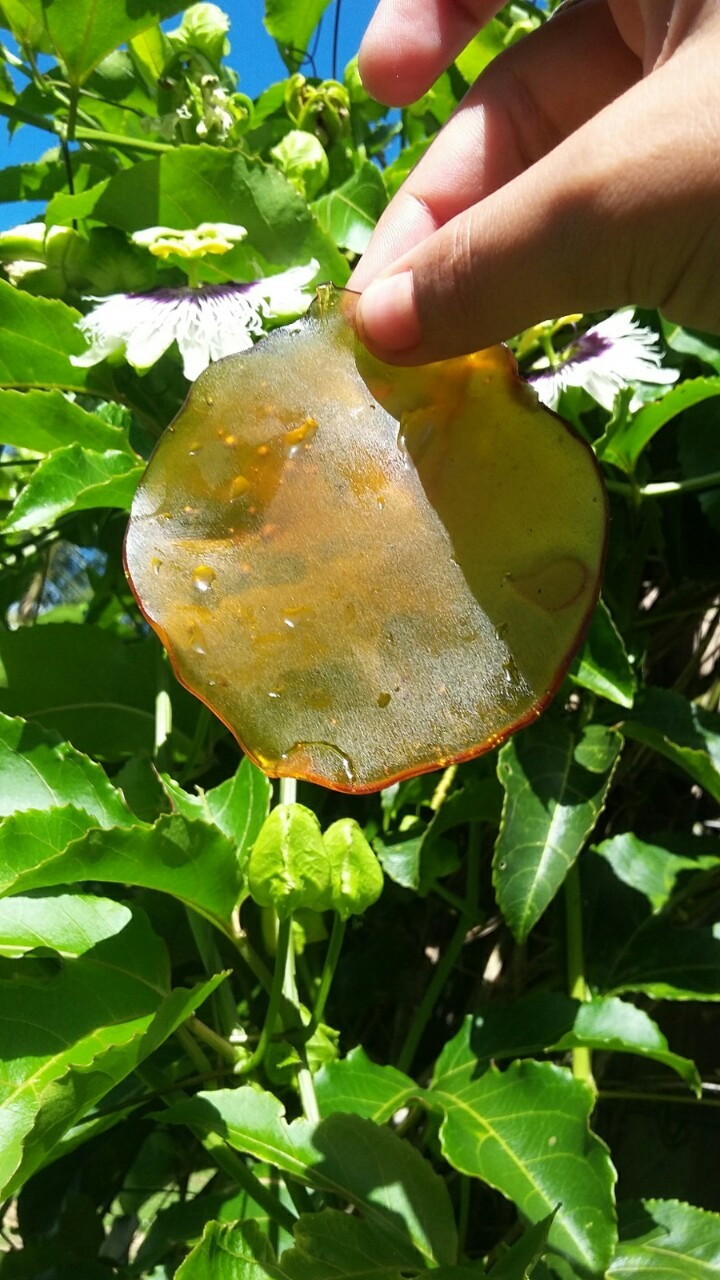 milkthemarijuana:Lemon Fizz 🍋