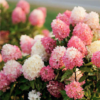 pinkublr: ♡  beautiful hydrangea seeds  //  discount code - june20  ♡