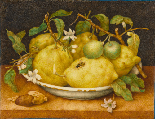 Still Life with Bowl of Citrons, Giovanna Garzoni, 1640s, tempera over the parchment, 27,6x 35,6 cm,
