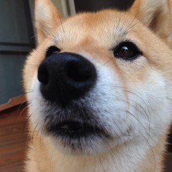 shibainu-komugi:  good night.明日は晴れるかな？おやすみなさい。