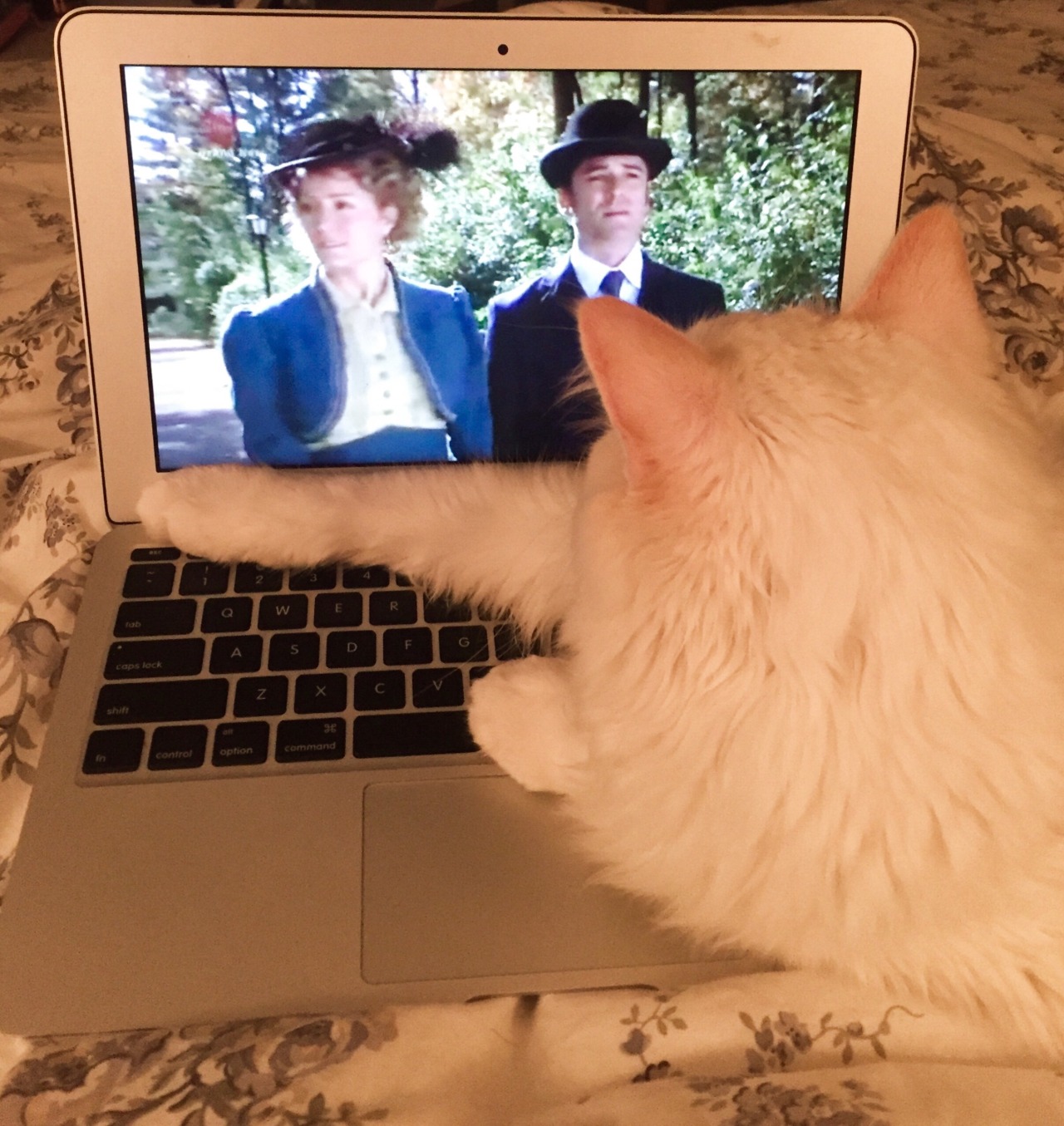 My cat really likes watching Murdoch Mysteries 😂