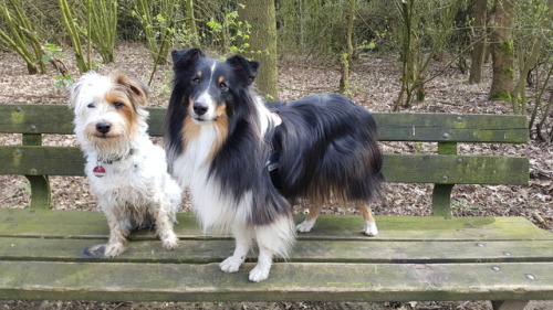 mango-pup:  sammythesheltie: We had an amazing walk today without Mia but with Fox and Spoony, Sammys best friend 🐶. His owner has poorly a cold -hopefully she will feel better soon- and asked me if I could take Spoony with us. And the little Jack