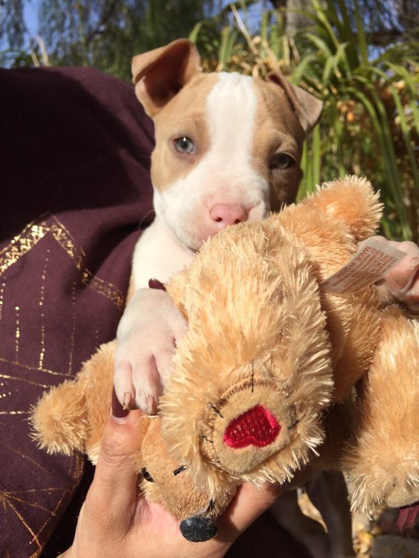 babyanimalgifs:  more baby animals here