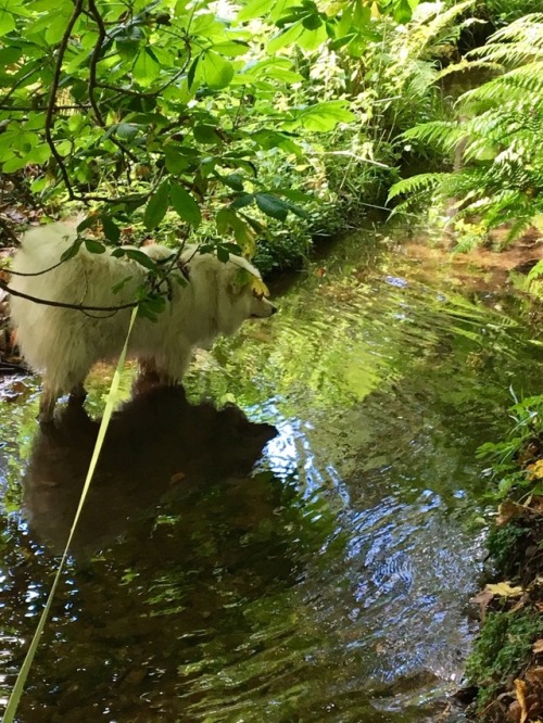 water floofer