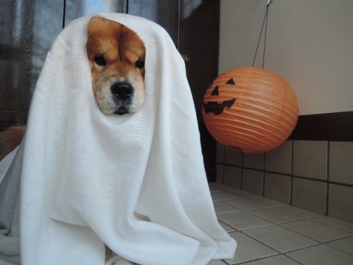 chow29dora:  Happy Halloween 2015! 不要なシーツに穴を開けただけの超エコな仮装。ちなみに開けた穴の大きさは、吸い物椀サイズ也(笑)おばけポーズを捉えた１枚目の写真は、偶然撮れた奇跡の１枚です(*´˘`*)♡