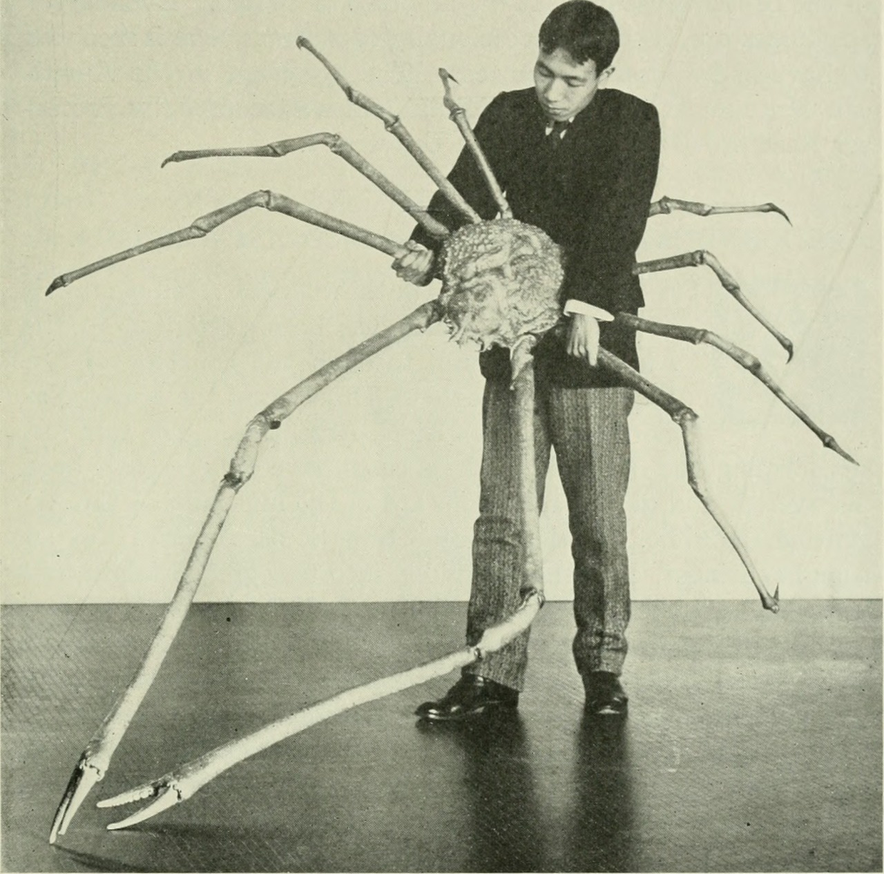 Dansk J vlarna Here s A Giant Spider Crab From Japan Featured In 