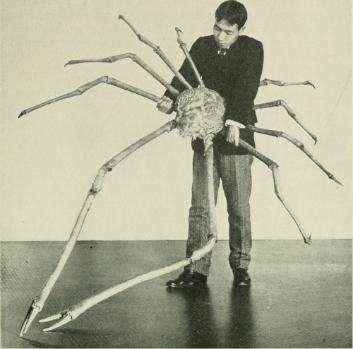 danskjavlarna: Here’s a giant spider crab from Japan, featured in The American Museum Journal, 1904.