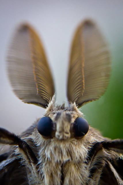 phoenixbluetumbles:  Moth macro by GuySie on Flickr. 