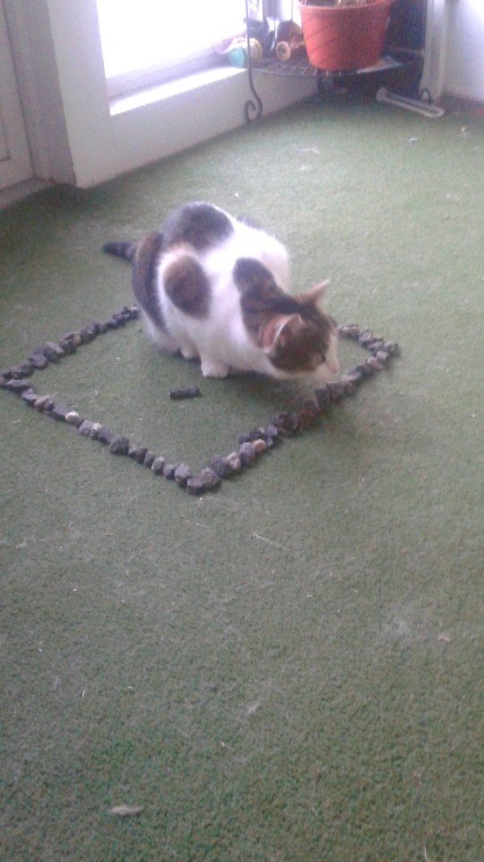 world-of-cats:  If you put a square on the ground, a cat will sit in it